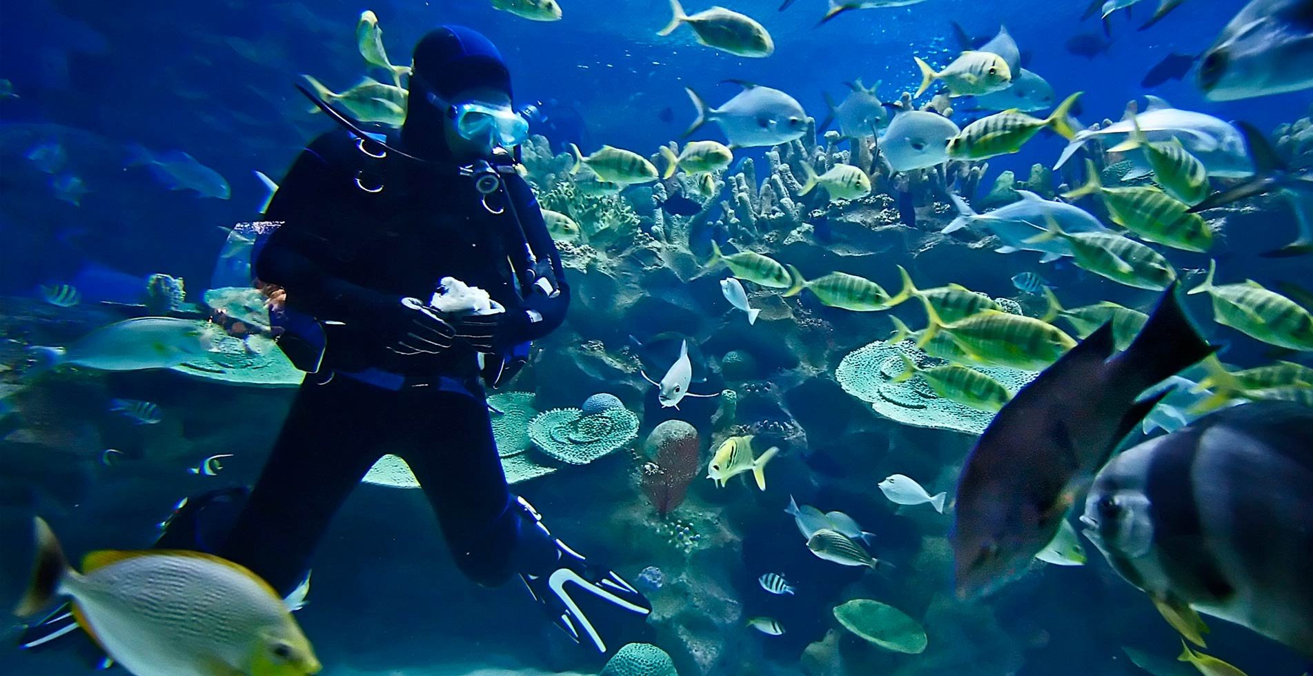 Taucher am Korallenriff mit Fischschwarm